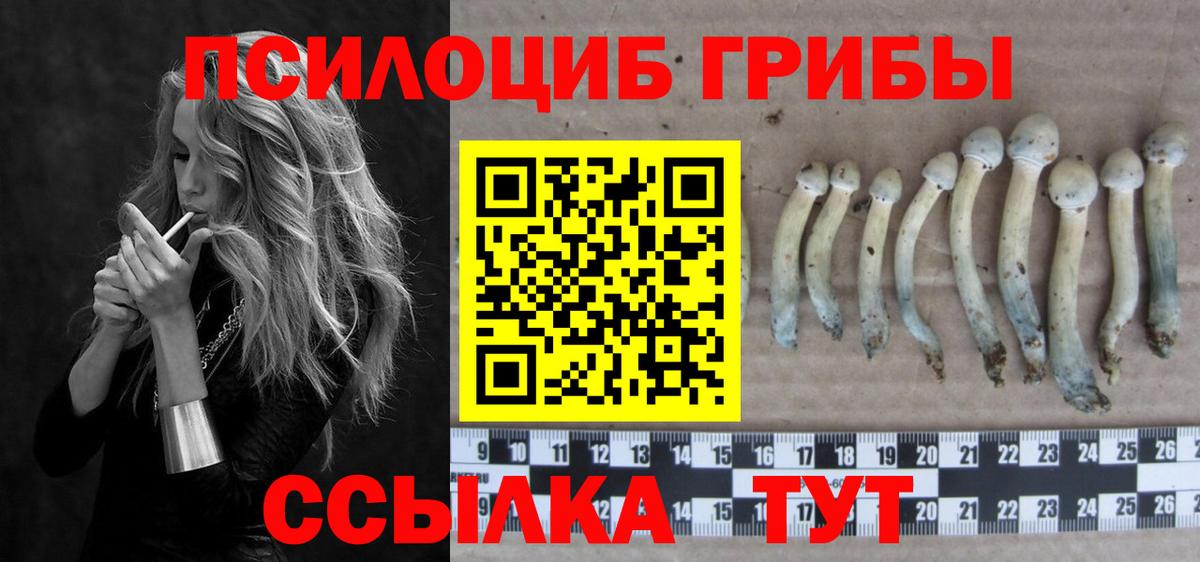 Псилоцибиновые грибы Psilocybe Оренбург